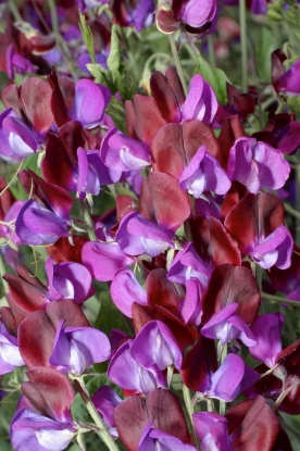 Picture of Sweet Pea Grandiflora - Matucana